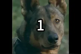 导演为了艺术，竟然不惜将一条功勋犬残存 #犬王 #姚守岗 #军犬