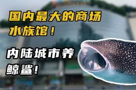 内陆城市养鲸鲨！国内最大的商场水族馆！ #鲸鲨
