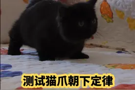测试猫爪朝下定律，在矮脚猫身上也会适用吗？#可爱到爆炸💥 #萌宠出道计划 @DOU+小助手 #养猫 #吸猫