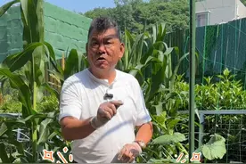 家庭菜园露地种植贝贝南瓜如何整枝 贝贝南瓜菜园露天种植与阳台花盆种植整枝方法是不同的哦~露地种植留两个侧蔓结瓜会更好哦~#种植小技巧 #阳台种菜 #自己种的纯天然的绿色蔬菜 #家庭种植 #我的小菜园