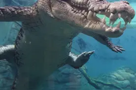 有正义感的鳄鱼湾鳄，不仅体型很大，还能在海洋称霸 #湾鳄