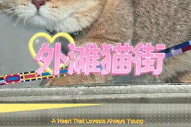 上海外滩惊现巨型猫街，拍照超级出片，真的泰酷辣视频封面