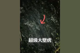 偶遇山中蛤蚧—大壁虎
#大壁虎 #蛤蚧 #动物科普 #探索自然视频封面