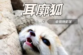世界最可爱动物排行榜第一名，耳廓狐#耳廓狐 #动物科普