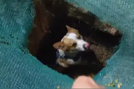 5月12日，福建泉州，小伙出来遛狗，一眨眼狗就不见了。找了半天，他才发现狗掉坑里了。狗子：太尴尬了，我真的叫不出来。