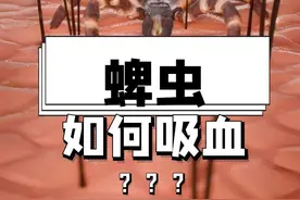 动物冷知识：苍蝇会在耳朵里产卵？蜱虫满嘴倒刺？ #奇闻异事