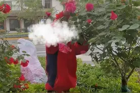 5月8日，甘肃天水。大妈旁若无人狂摘绿化带鲜花，对来往路人劝阻充耳不闻。#素质 #不文明行为 @水天一色视频封面