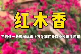只要你敢在家门口种棵#红木香 ，开花时一定是整个村子的网红打卡点，它开花比月季玫瑰还惊艳，见花不见叶#花卉绿植 #爱生活爱养花 #木香花 #家庭种植