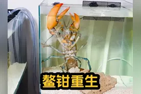 波龙失去的鳌钳是这样重生的 #波士顿龙虾 #龙虾 #奇妙的海洋生物