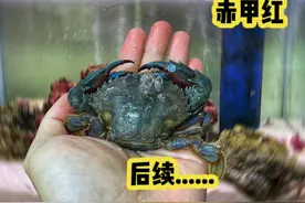 在鱼缸饲养两只赤甲红螃蟹，现在它们怎么样了？ #养鱼日记 #动物