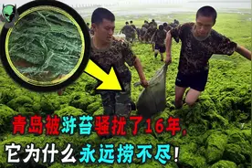 连续16年骚扰青岛的浒苔，它从哪里来，为啥当地人喊话江苏买单