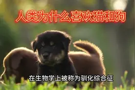 人类为什么喜欢猫和狗？是谁驯化了人类？ #动物世界 #进化论