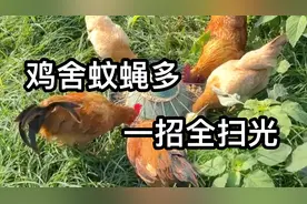 鸡舍蚊蝇多，学会这个小土方，只需几毛钱，苍蝇蚊子一扫光！