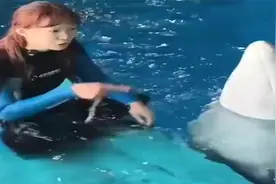 高智商白鲸萌态百出，饲养员互动画面太治愈