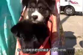 流浪狗妈妈生了六只小崽，为了让它们活下来，竟然主动把小狗送给视频封面