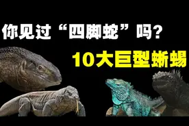 世界上最大的10种蜥蜴，你知道科莫多巨蜥有多可怕吗？视频封面