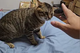 狸花猫！听说你很能打？单手就能制服你！