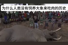 大象体型大出肉多，为什么人类没有饲养大规模饲养来吃肉呢？