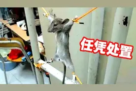 大学生抓到大老鼠，五花大绑，接下来的操作，让人笑疯了