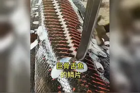 巨骨舌鱼鱼鳞为何坚硬如铠甲