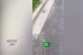 女子遛狗只挑汽车轮胎尿，车主沟通无果拿起砖头直接砸，太解气了