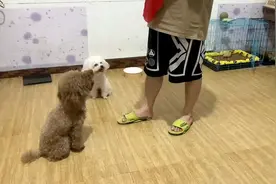 跟狗🐶拔河比赛，狗子使阴招 #谁家还没个傻狗 #