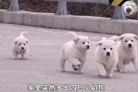 家里突然出现4只小奶狗，原来是狗妈妈带着孩子上门认亲来了