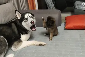 小狗想跟大狗玩，被拒绝后竟然上去就是一巴掌！看一遍笑一遍