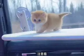 全网最萌#小奶猫 #动物的迷惑行为 #猫咪 #萌宠出道计划