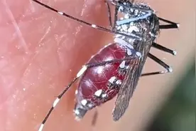 揭开蚊子吸血全过程，蚊子能直接过滤血液杂质排出体外