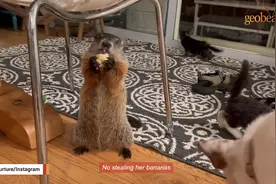 土拨鼠就是一个吃货，一天24小时它23个小时都在吃东西！太逗了