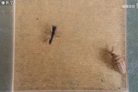猛蚁VS蚂蚁天敌，看看谁更厉害？视频封面