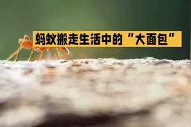 蚂蚁搬家预示啥？生活大揭秘！