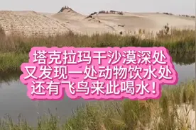 塔克拉玛干沙漠惊现神秘绿洲！飞鸟齐聚饮水奇观震撼曝光视频封面