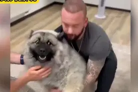 医生给狗狗正骨，当骨头复位那一刻，狗的反应笑得人肚疼！