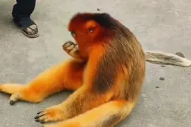 金丝猴下山玩耍，吃着被投喂的美食，霸气十足！