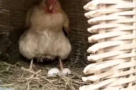 为什么母鸡几乎天天下蛋？