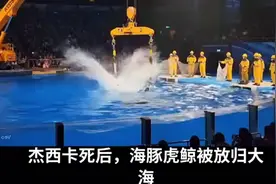 虎鲸伤人致死，杰西卡死后放归事件引关注