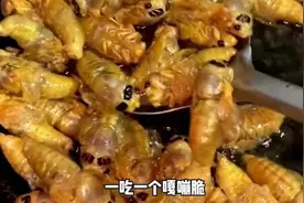 山东人抓知了猴的独特热情背后有什么故事