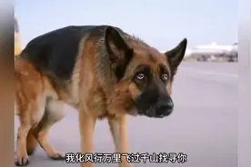 狗狗在机场被主人抛弃后它一直在那边等了两年，终于等到了主人视频封面