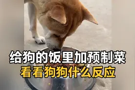 给狗的饭里加预制菜，没想到屎都能吃的它，居然吃不了预制菜……