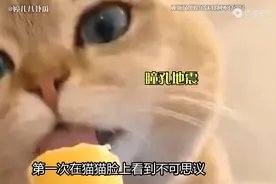 第一次在猫猫脸上看到了震惊，猫咪喝冰红茶，瞳孔瞬间放大