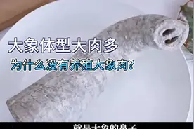 大象体型大肉多，为什么没有大规模养殖大象肉呢？