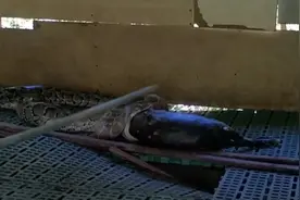 现场：70斤巨蟒现身广东农场吞下30斤的羊又吐出 消防员紧急抓捕