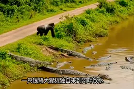 鳄鱼偷袭大猩猩付出生命代价