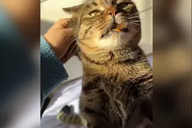 当我把城里的猫带回农村，突然血脉觉醒，确定是正宗狸花猫！！