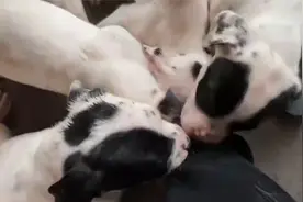 价值上万的17条杀人犬吃大餐，个个凶猛无比，禁养犬性格瞬间暴露