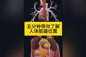 人体器官位置速览：5分钟掌握身体地图