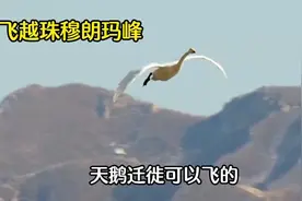 天鹅飞能越珠穆朗玛峰