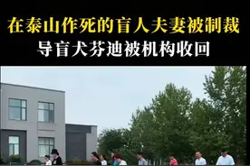 盲人带导盲犬爬泰山后续来了！大连犬基地派专人专车接回芬迪